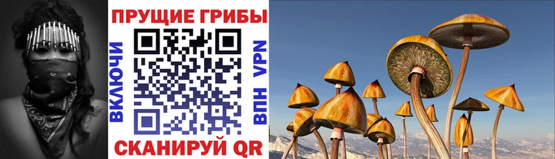 Псилоцибиновые грибы Psilocybe  где найти   Ак-Довурак 